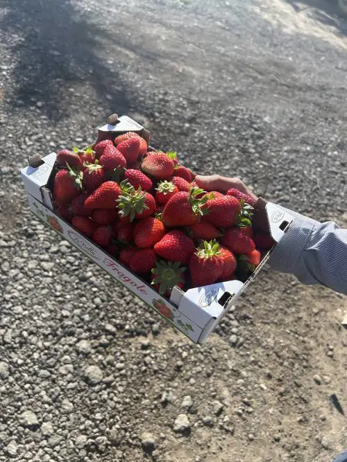 Le fragole di Parete