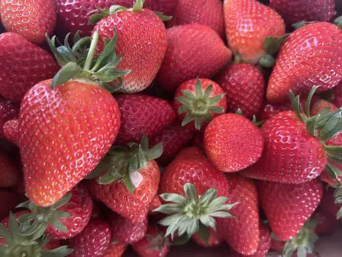 Dove "osano" le fragole: ecco perché sono un'eccellenza del made in Italy