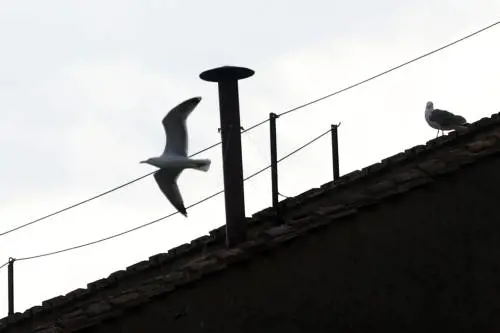 Sul comignolo della Cappella Sistina torna il "gabbiano del Conclave"