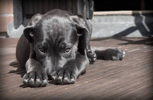 https://img.ilgcdn.com/sites/default/files/styles/md/public/foto/2025/05/14/1747215391-dog-423398-1280.jpg?_=1747215391
