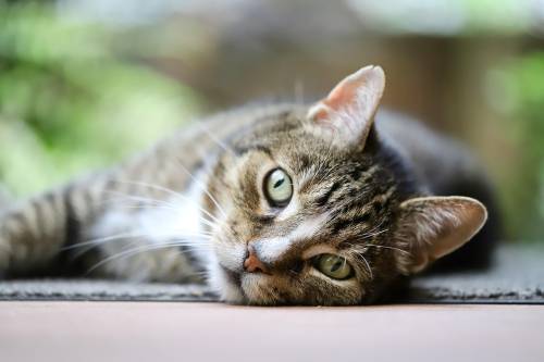 peritonite felina l appello dell on brambilla autorizzare farmaco salvavita 