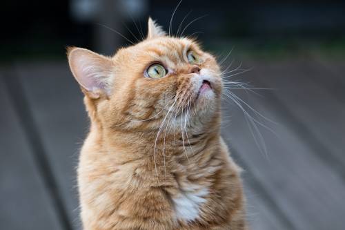 Perché i gatti rossi femmina sono (quasi) introvabili: la scoperta degli scienziati Perché i gatti rossi femmina sono (quasi) introvabili: la scoperta degli scienziati