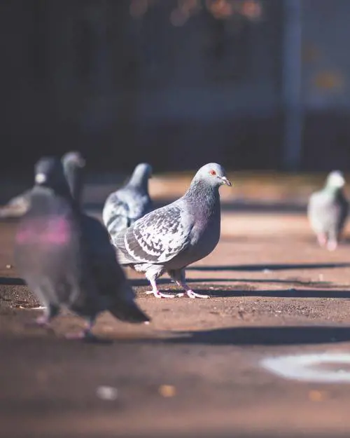 A voler male ai piccioni proprio non riesco