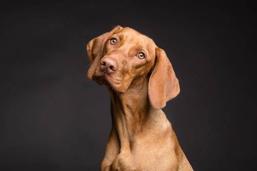 cani di razza quali sono i più costosi al mondo il più caro supera i 5 milioni di euro