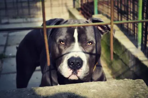 Nonna e nipote aggredite da un pitbull. La bambina ricoverata in ospedale