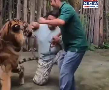 Ecco il “listino prezzi” per farsi sbranare al Tiger Kingdom in Thailandia