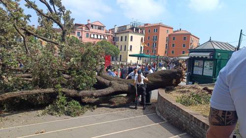 Paura a Venezia, albero cade in Piazzale Roma: una donna è grave