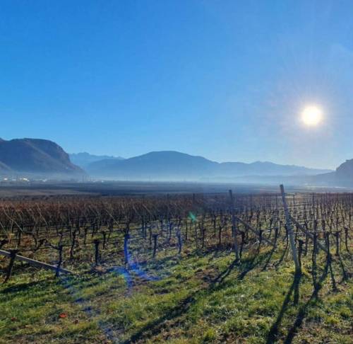 Cantina Andriano, le viti in inverno