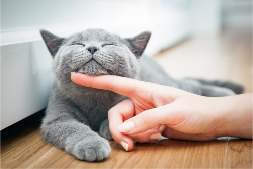 https://img.ilgcdn.com/sites/default/files/styles/md/public/foto/2025/06/06/gatto_fusa_canva.png?_=1749224702