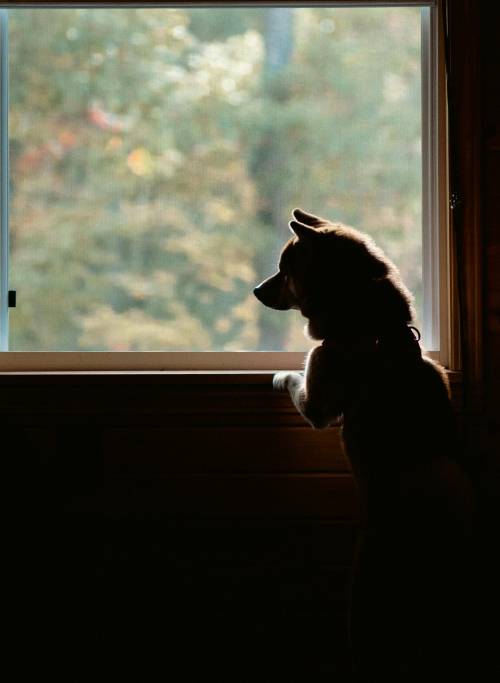 Animali domestici, il proprietario di casa può vietarli all'affittuario: cosa dice la nuova sentenza