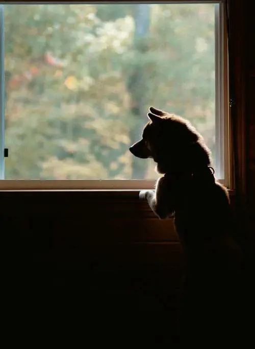 Animali domestici, il proprietario di casa può vietarli all'affittuario: cosa dice la nuova sentenza