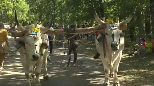 Matera, paura alla festa di Accettura: buoi travolgono la folla, 5 feriti