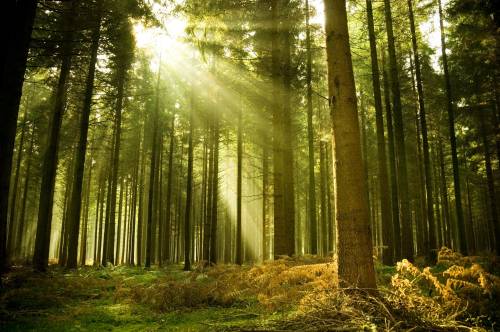 Il legno italiano fra biodiversità, sostenibilità e innovazione nell'edilizia