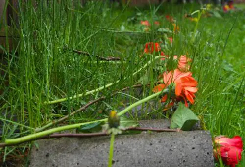 Sotto il prato, l’orrore: Chiara Petrolini e i figli sepolti nel giardino di casa