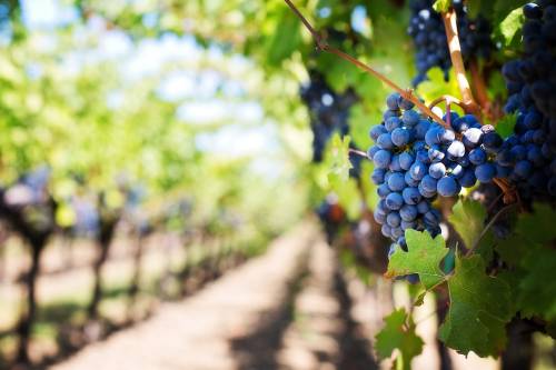 https://img.ilgcdn.com/sites/default/files/styles/md/public/foto/2025/06/13/1749813176-grapes-553463-1280.jpg?_=1749813176