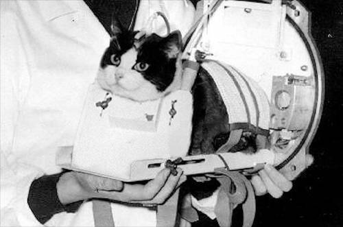 Félicette, storia di una gatta nello spazio