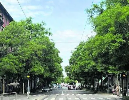"Difendiamo gli alberi da questa politica green"