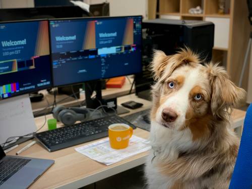 La mia vita scandita dall'amore per i cani. La gioia di sentirsi felici e un po' ridicoli