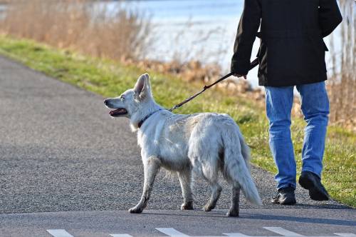 Portare a spasso il cane, le regole da rispettare 