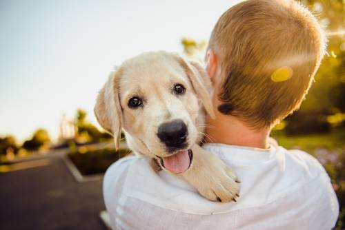 ⁠Quale frutta possono mangiare i cani? Ecco quella da evitare assolutamente