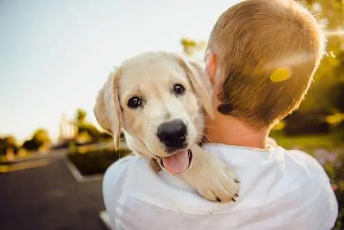 Cani rapiti, il nuovo fenomeno per chiedere il riscatto: baby gang e clan vogliono anche 5mila euro