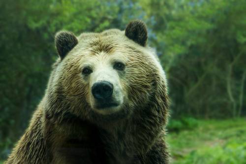 Motociclista italiano ucciso da un orso
