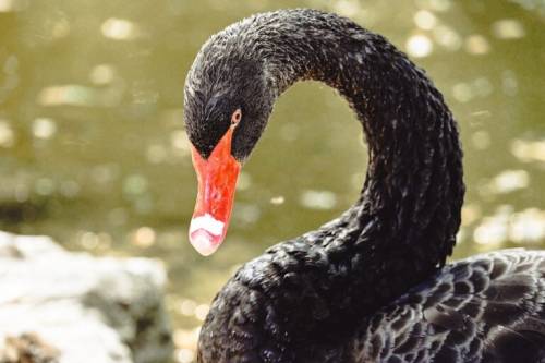 Il Cigno Nero