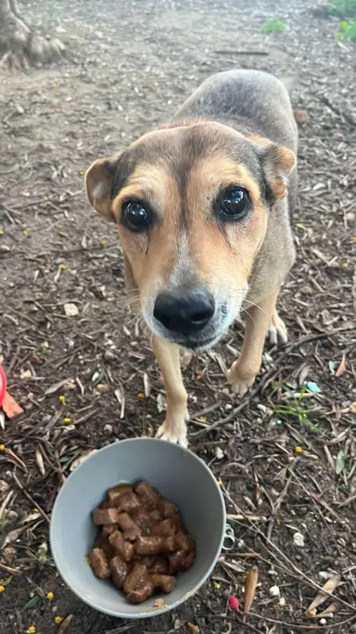 L'orrore su una cagnolina: legata sui binari e fatta a pezzi da un treno