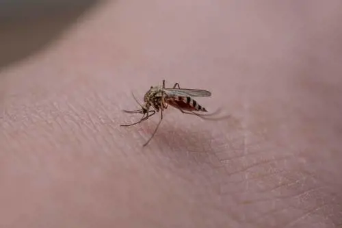 Meduse e punture d'insetti, come proteggere i bambini. I consigli degli esperti