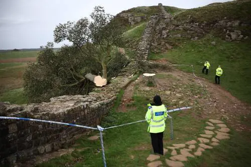Distrussero l'"albero di Robin Hood". Due vandali condannati a 4 anni di carcere