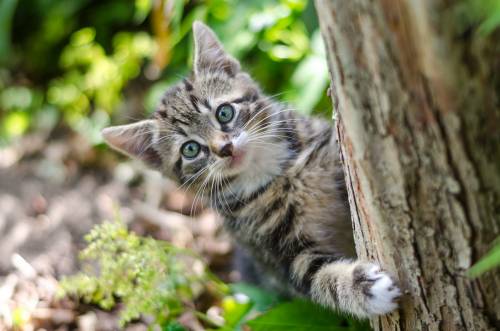 Salvare gli animale è salvare sé stessi