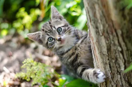Salvare gli animale è salvare sé stessi