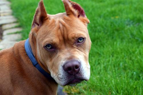 Parte per le vacanze, il cane muore in garage senza cibo e acqua