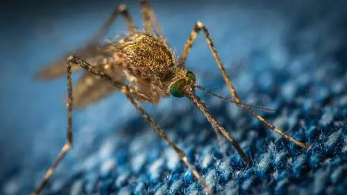 Salgono a 9 i morti per West Nile. Il virus rilevato anche in Puglia