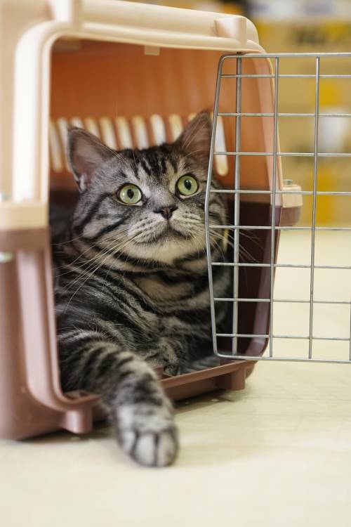 Portare il cane o il gatto in aereo: quali compagnie li accettano (e quali ancora no)