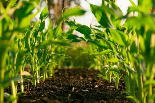 "Un miliardo destinato all'agricoltura"