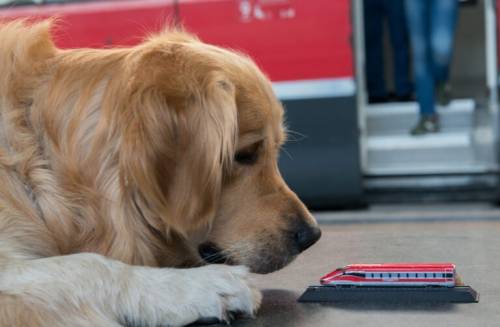 Cibo a domicilio per cani e gatti: il trend delle piattaforme pet delivery