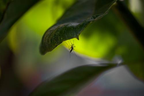 West Nile, disinfestazioni sotto accusa