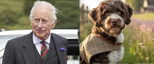 Re Carlo lancia i cappotti in tweed per cani. Ecco quanto costano