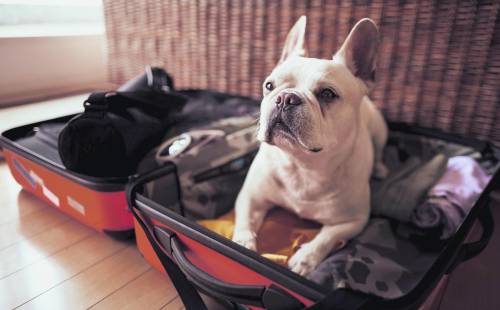 Gadget, coccole e trasportini. Quest'anno più che mai saranno vacanze bestiali