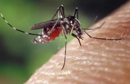 Latina, 77enne muore per il virus West Nile: è la quinta vittima nel Lazio. Salgono a 13 i decessi nel nostro Paese