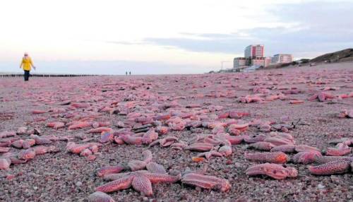 Stelle marine malate, scoperto il batterio che le uccide