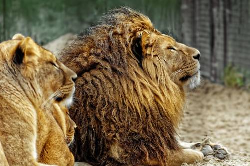 L'appello choc dello zoo danese: "Dateci animali indesiderati, saranno cibo per i nostri predatori"