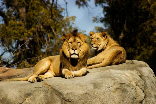 Danimarca civilissima? Non allo zoo. "Donate animali per i pasti dei leoni"