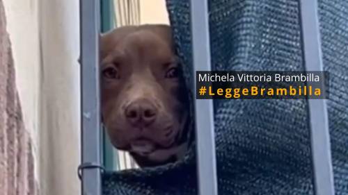 Morte del pitbull Diego: nuove immagini rivelano i maltrattamenti subiti dal cane