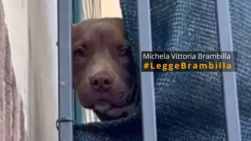 Gli ultimi giorni del pitbull Diego morto di stenti. "Adesso giustizia"