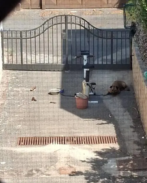 Va in vacanza e lascia il cane legato in cortile: morto per un colpo di calore