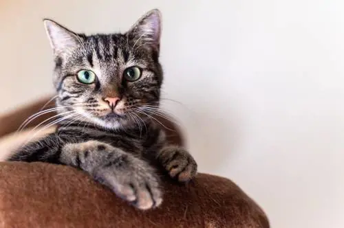 Demenza, anche i gatti possono svilupparla: lo studio che apre nuove strade per le cure