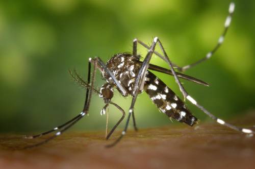 Allarme per l'Oropuche: il virus "sloth fever" nato in Sud America sbarca in Europa
