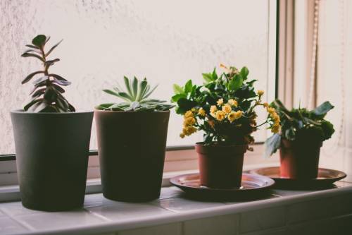 Cinque piante da interno che purificano l’aria